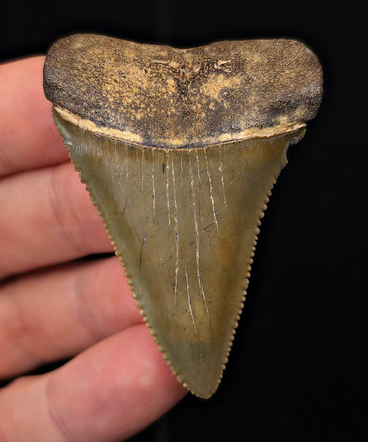 2.30" Fossil Great White Shark Tooth (Carcharodon carcharias) – South Carolina - Fossil Driven