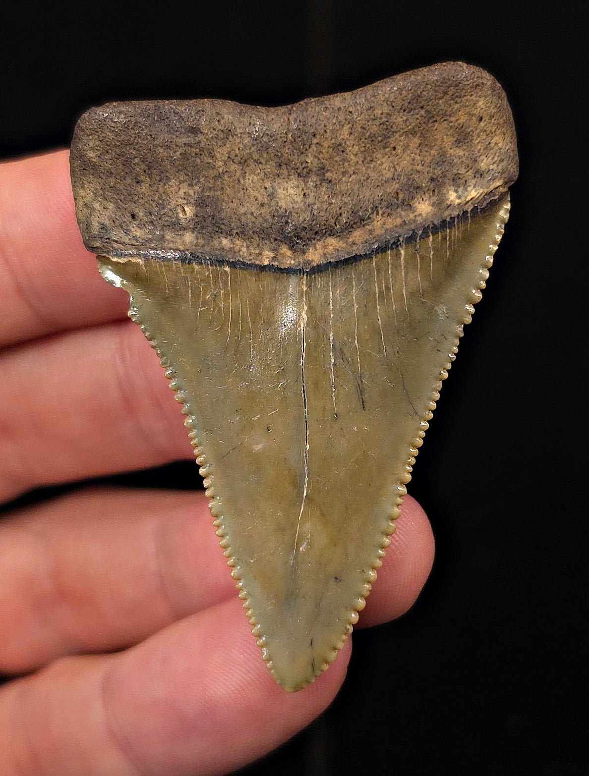 2.30" Fossil Great White Shark Tooth (Carcharodon carcharias) – South Carolina - Fossil Driven