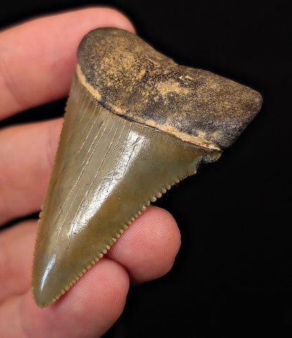 2.30" Fossil Great White Shark Tooth (Carcharodon carcharias) – South Carolina - Fossil Driven