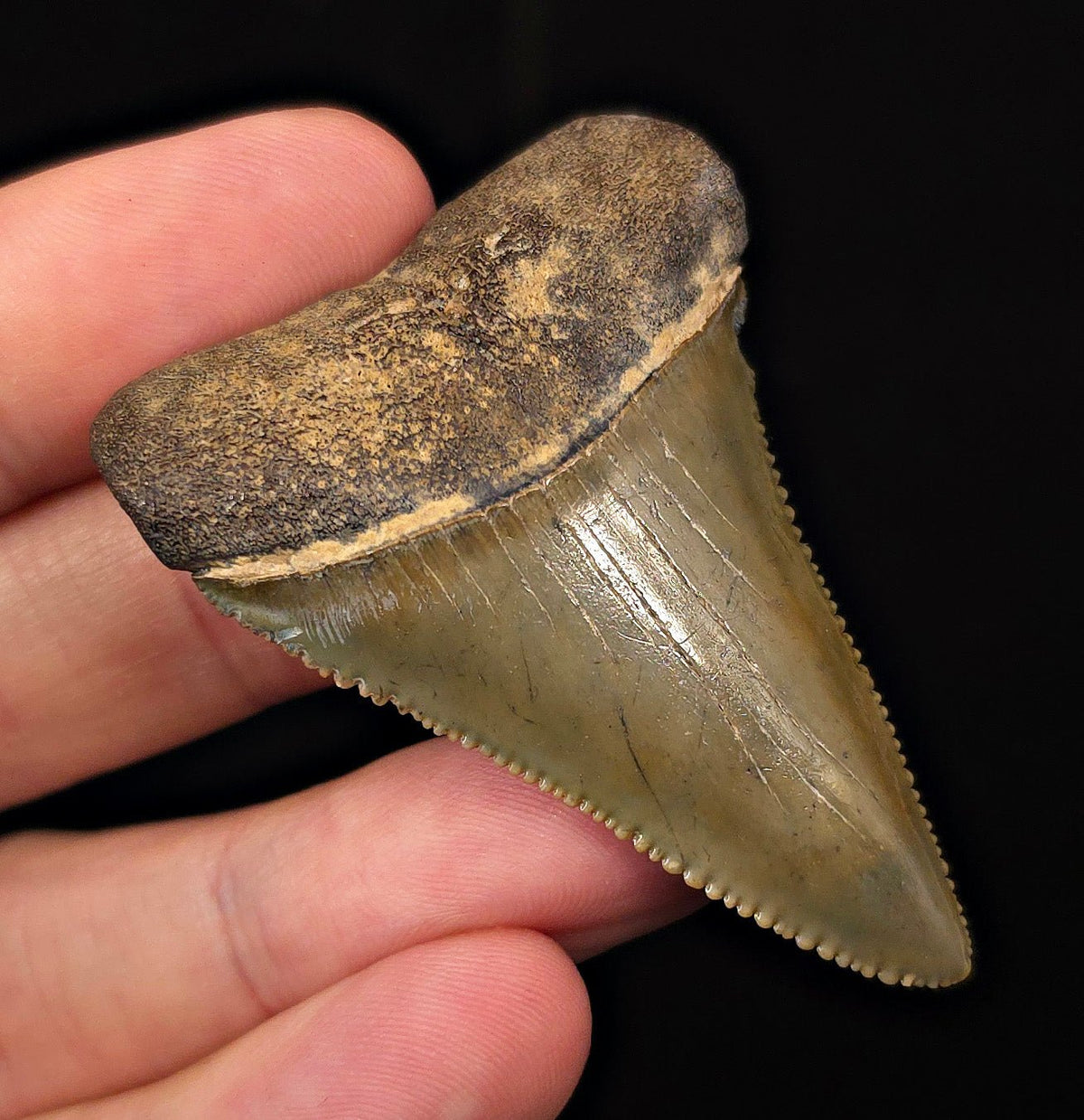 2.30" Fossil Great White Shark Tooth (Carcharodon carcharias) – South Carolina - Fossil Driven