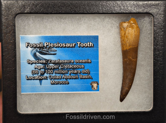 2.30" Fossil Plesiosaur (Zarafasaurus) Tooth - Morocco - Fossil Driven