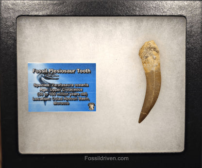 2.30" Fossil Plesiosaur (Zarafasaurus) Tooth - Morocco - Fossil Driven