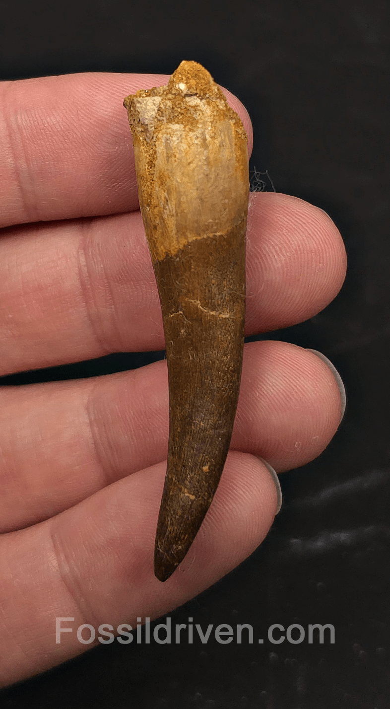 2.30" Fossil Plesiosaur (Zarafasaurus) Tooth - Morocco - Fossil Driven