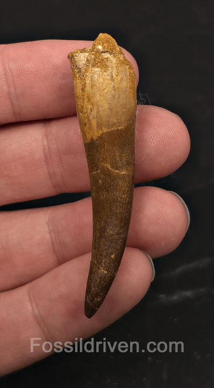 2.30" Fossil Plesiosaur (Zarafasaurus) Tooth - Morocco - Fossil Driven