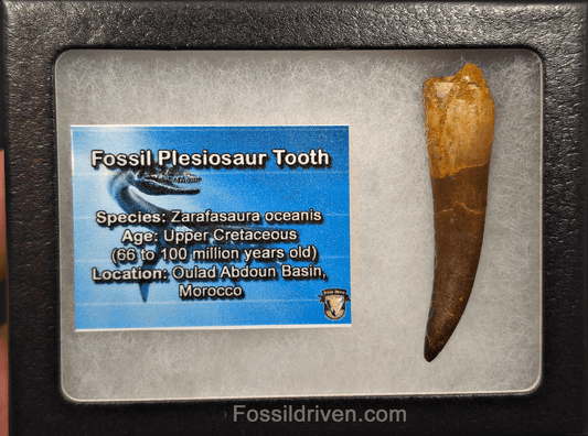2.30" Fossil Plesiosaur (Zarafasaurus) Tooth - Morocco - Fossil Driven