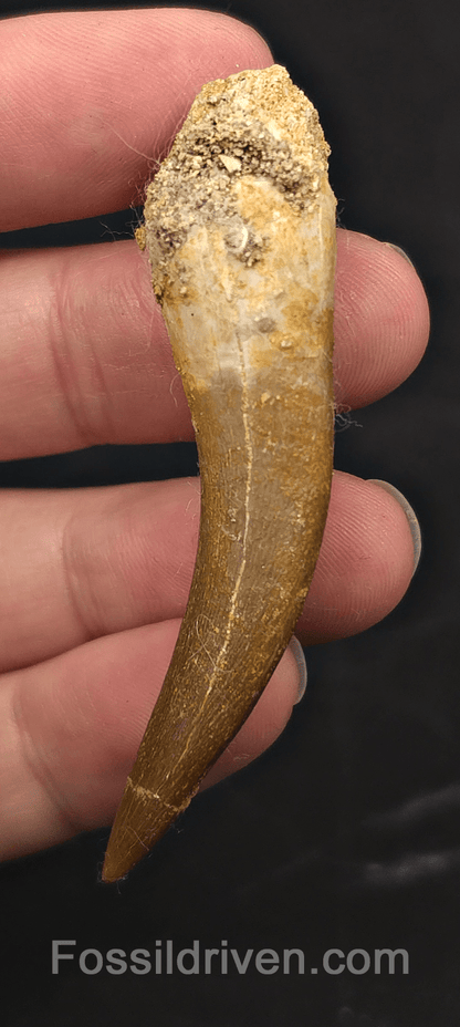 2.30" Fossil Plesiosaur (Zarafasaurus) Tooth - Morocco - Fossil Driven