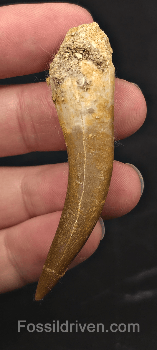 2.30" Fossil Plesiosaur (Zarafasaurus) Tooth - Morocco - Fossil Driven