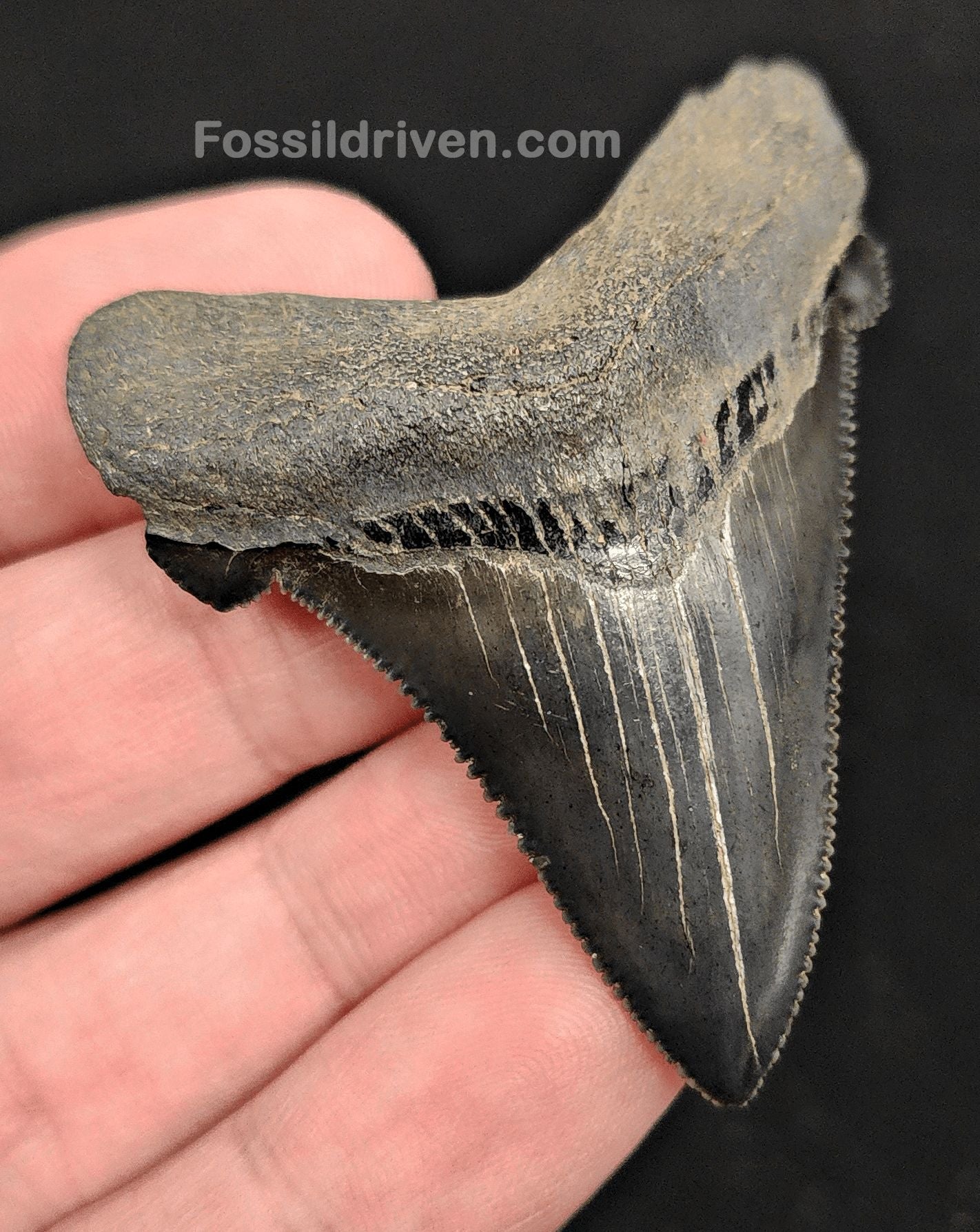 2.31" Fossil Angustidens Shark Tooth – South Carolina (Otodus angustidens) - Fossil Driven