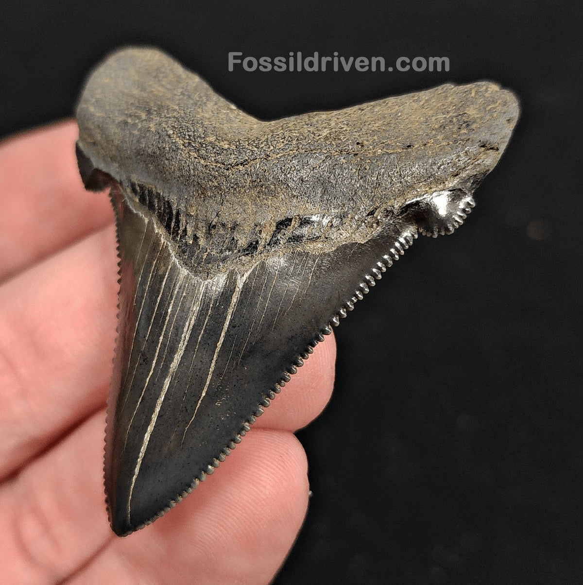 2.31" Fossil Angustidens Shark Tooth – South Carolina (Otodus angustidens) - Fossil Driven