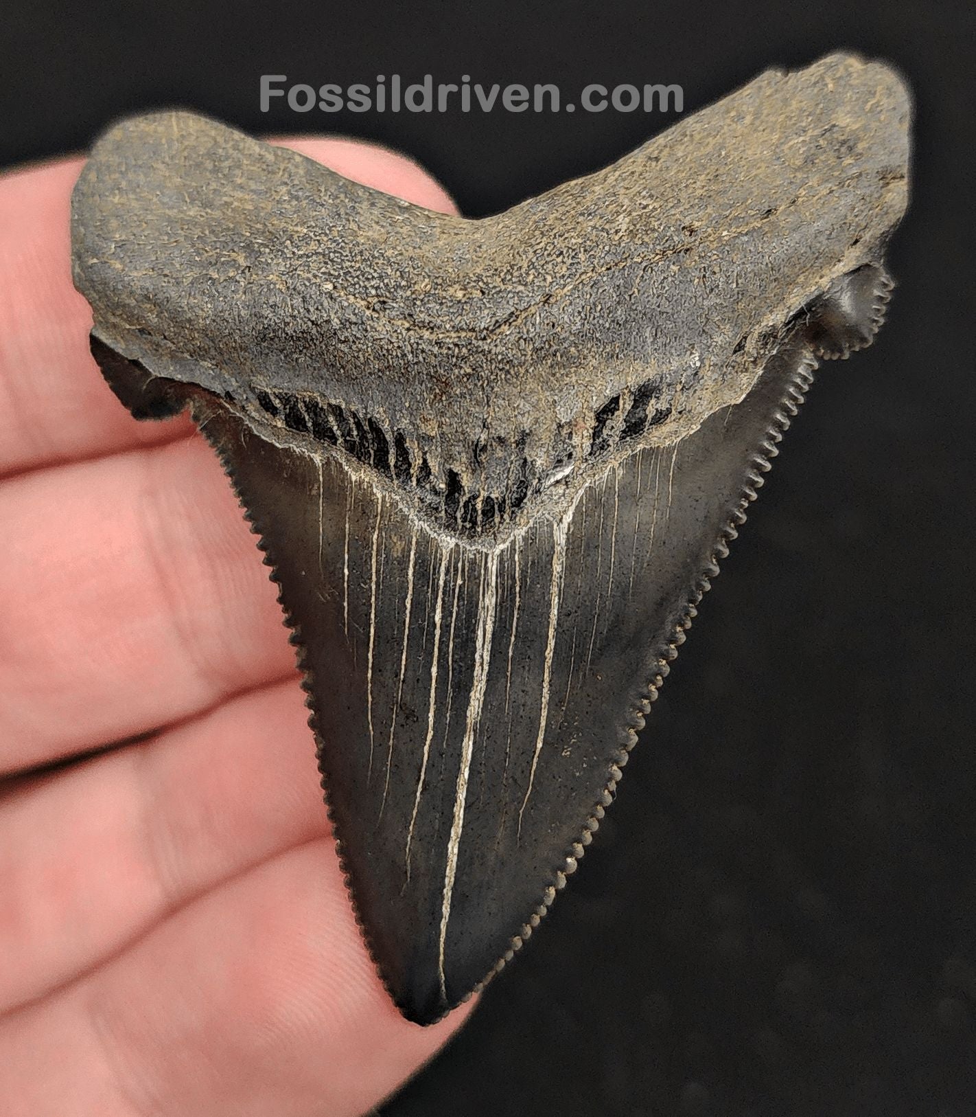 2.31" Fossil Angustidens Shark Tooth – South Carolina (Otodus angustidens) - Fossil Driven