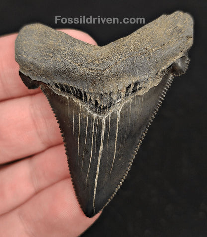 2.31" Fossil Angustidens Shark Tooth – South Carolina (Otodus angustidens) - Fossil Driven
