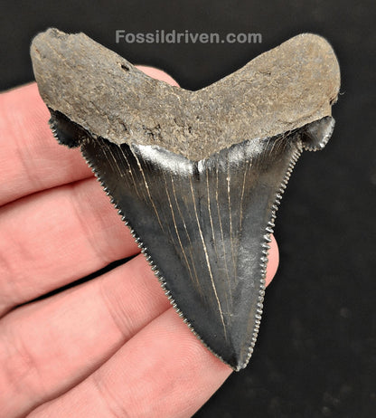 2.31" Fossil Angustidens Shark Tooth – South Carolina (Otodus angustidens) - Fossil Driven