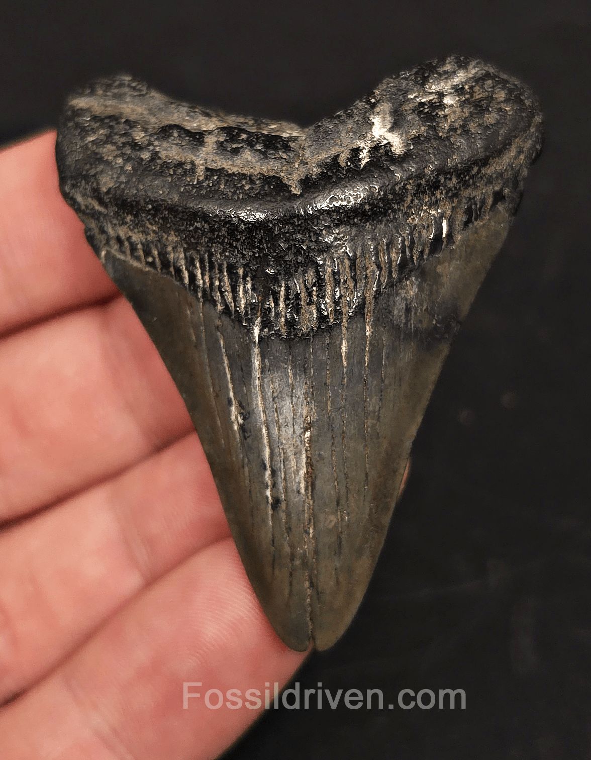 2.31" Fossil Megalodon Tooth - Beaufort, South Carolina | Fossil Driven - Fossil Driven