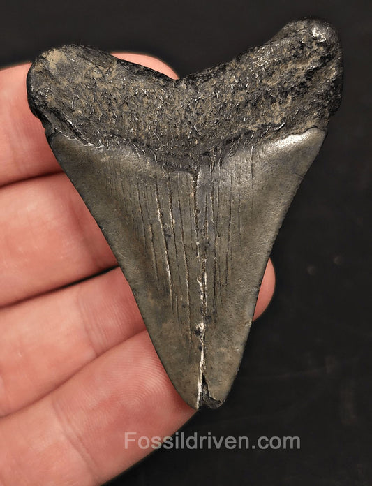 2.31" Fossil Megalodon Tooth - Beaufort, South Carolina | Fossil Driven - Fossil Driven