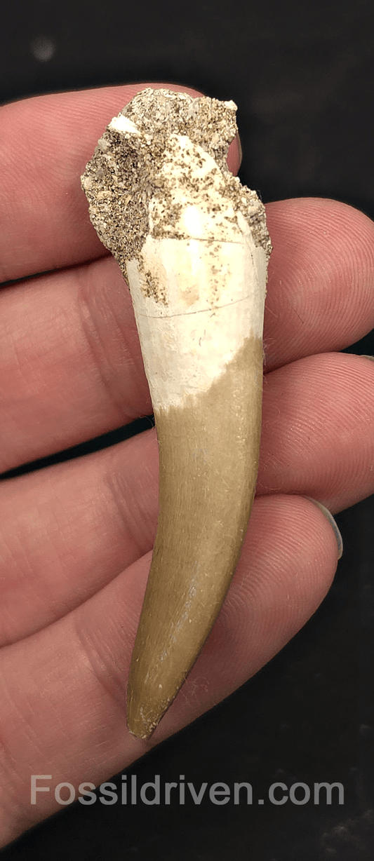 2.31" Fossil Plesiosaur (Zarafasaurus) Tooth - Morocco - Fossil Driven
