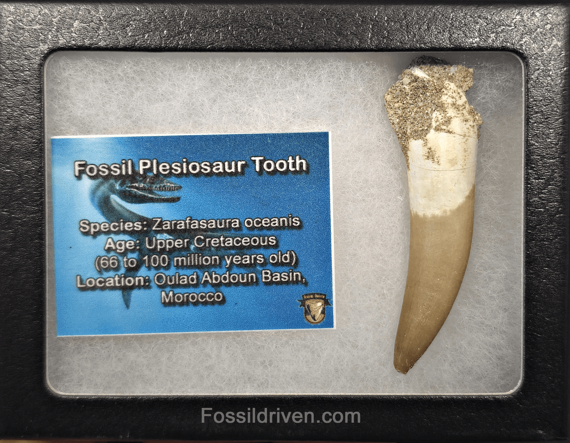 2.31" Fossil Plesiosaur (Zarafasaurus) Tooth - Morocco - Fossil Driven