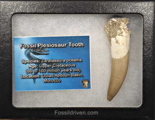 2.31" Fossil Plesiosaur (Zarafasaurus) Tooth - Morocco - Fossil Driven