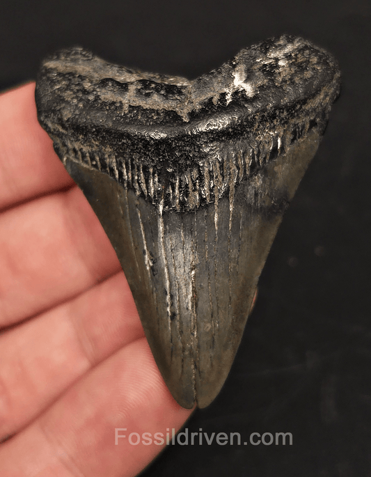 2.31" South Carolina Megalodon Tooth - Solid Specimen - Authentic Fossil Shark Tooth - Fossil Driven