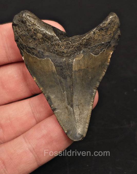 2.31" South Carolina Megalodon Tooth - Solid Specimen - Authentic Fossil Shark Tooth - Fossil Driven