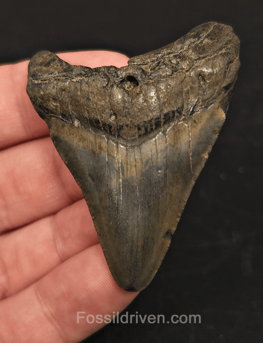 2.31" South Carolina Megalodon Tooth - Solid Specimen - Authentic Fossil Shark Tooth - Fossil Driven