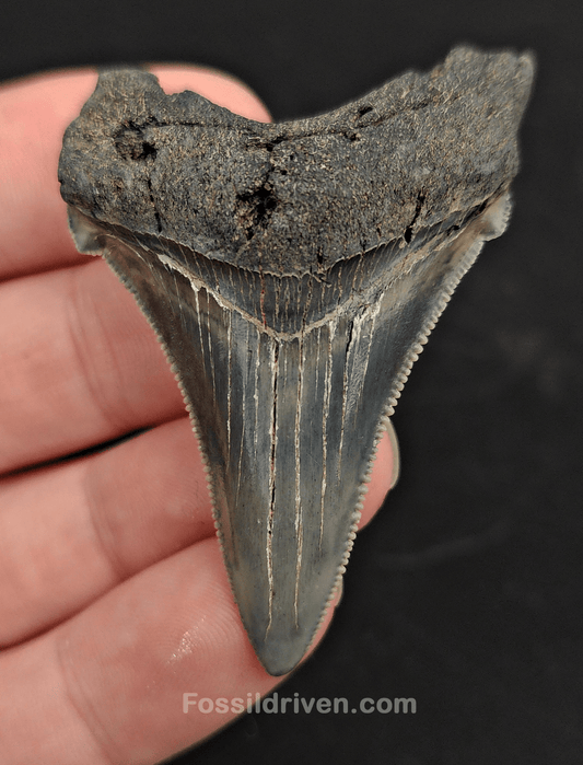 2.32" Fossil Angustidens Shark Tooth – Beaufort, South Carolina (Otodus angustidens) - Fossil Driven