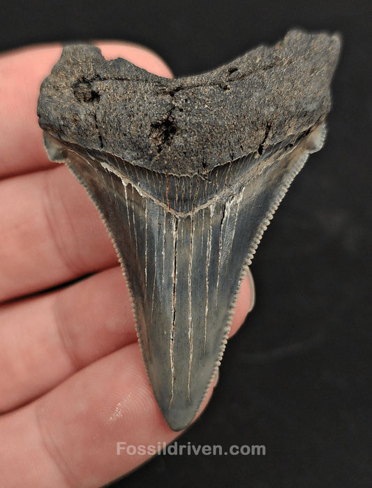 2.32" Fossil Angustidens Shark Tooth – South Carolina (Otodus angustidens) - Fossil Driven