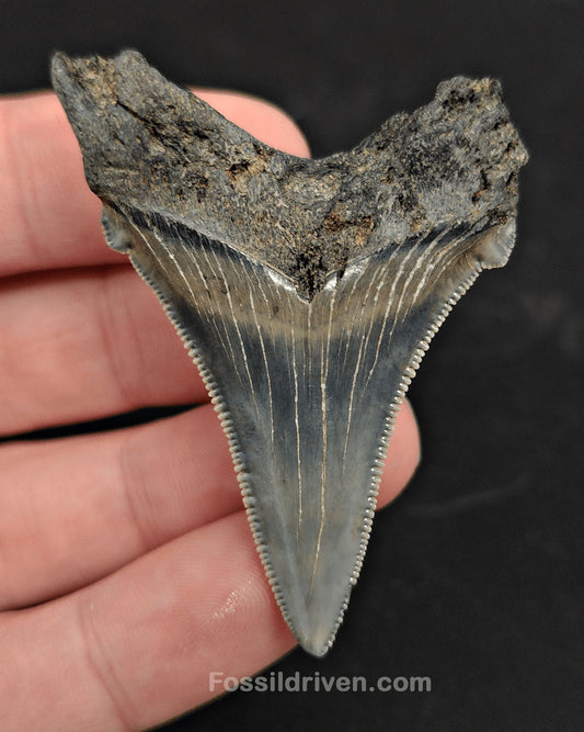 2.32" Fossil Angustidens Shark Tooth – South Carolina (Otodus angustidens) - Fossil Driven