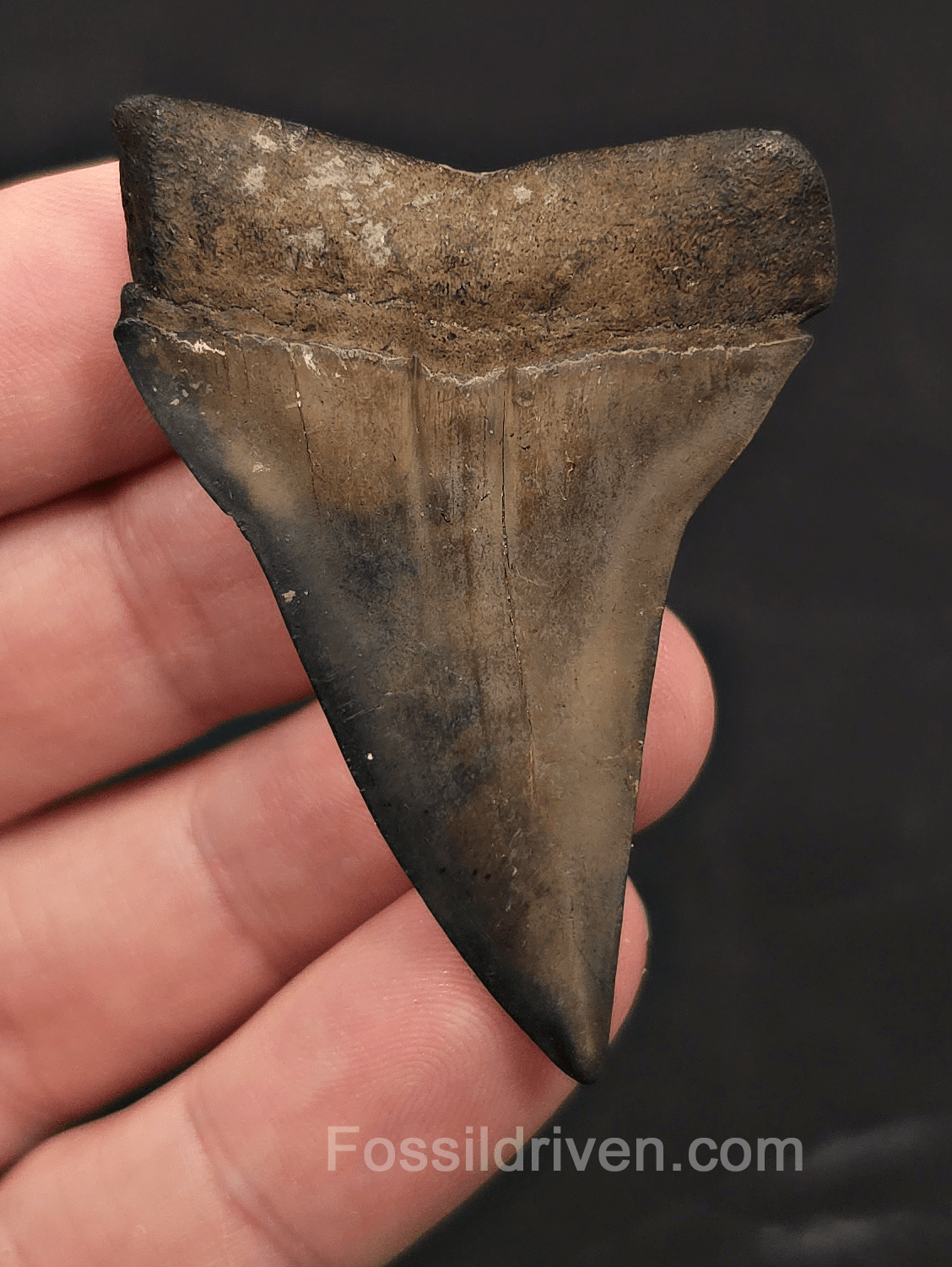 2.32" Fossil Hastalis Mako Shark Tooth - South East, Georgia - Fossil Driven