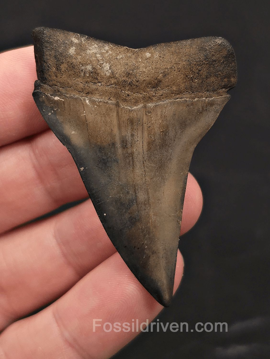 2.32" Fossil Hastalis Mako Shark Tooth - South East, Georgia - Fossil Driven