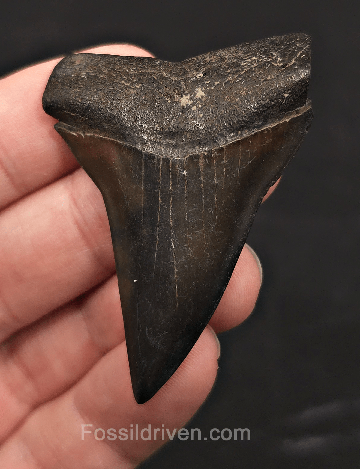 2.32" Fossil Hastalis Mako Shark Tooth - South East, Georgia - Fossil Driven