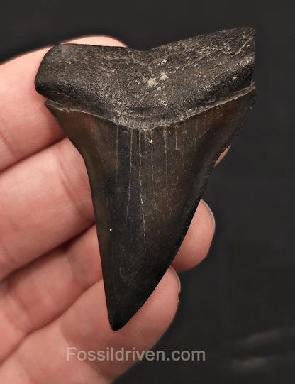2.32" Fossil Hastalis Mako Shark Tooth - South East, Georgia - Fossil Driven