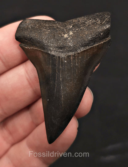 2.32" Fossil Hastalis Mako Shark Tooth - South East, Georgia - Fossil Driven