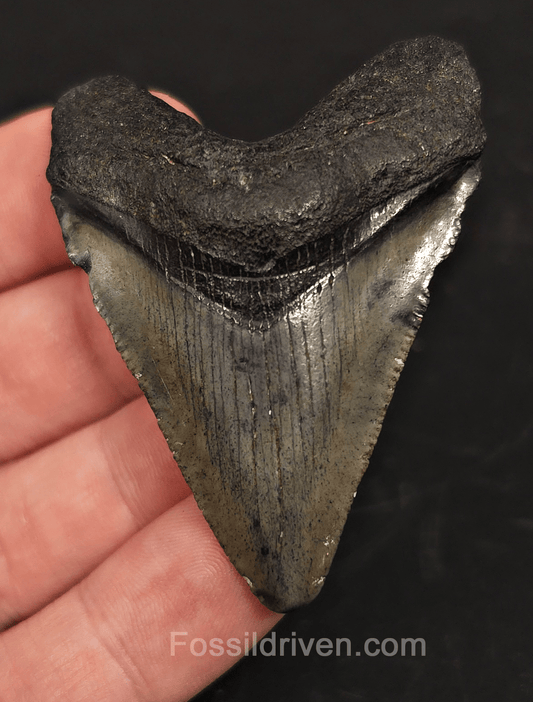 2.34" South Carolina Megalodon Tooth - Solid Specimen - Authentic Fossil Shark Tooth - Fossil Driven