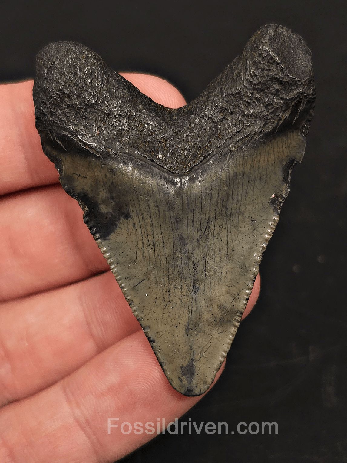 2.34" South Carolina Megalodon Tooth - Solid Specimen - Authentic Fossil Shark Tooth - Fossil Driven