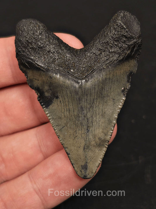2.34" South Carolina Megalodon Tooth - Solid Specimen - Authentic Fossil Shark Tooth - Fossil Driven