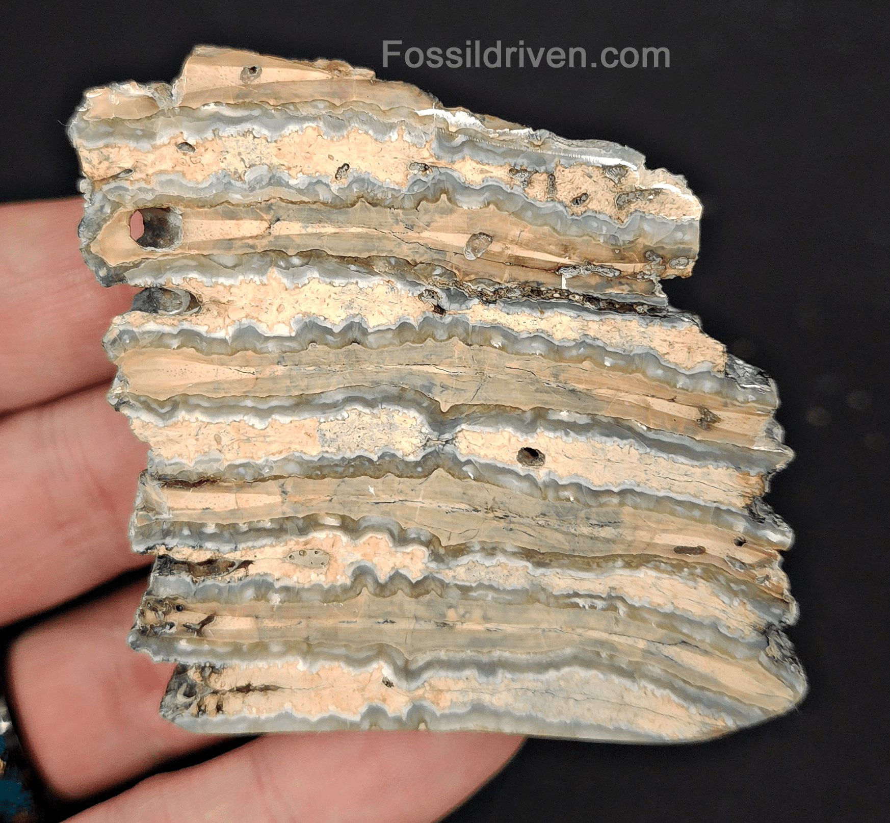 2.35" Columbian Mammoth Tooth Slice – Authentic Fossil | Fossil Driven - Fossil Driven