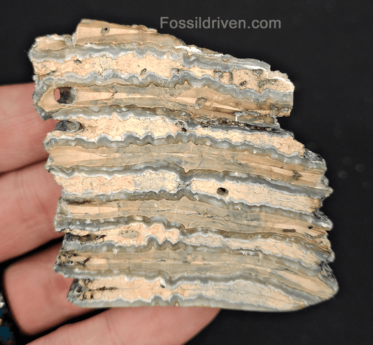 2.35" Columbian Mammoth Tooth Slice – Authentic Fossil | Fossil Driven - Fossil Driven