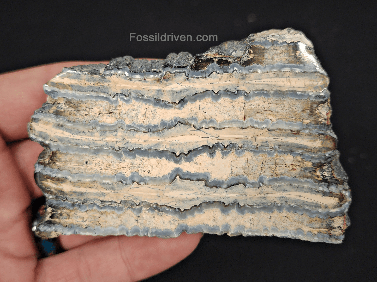 2.35" Columbian Mammoth Tooth Slice – Authentic Fossil | Fossil Driven - Fossil Driven