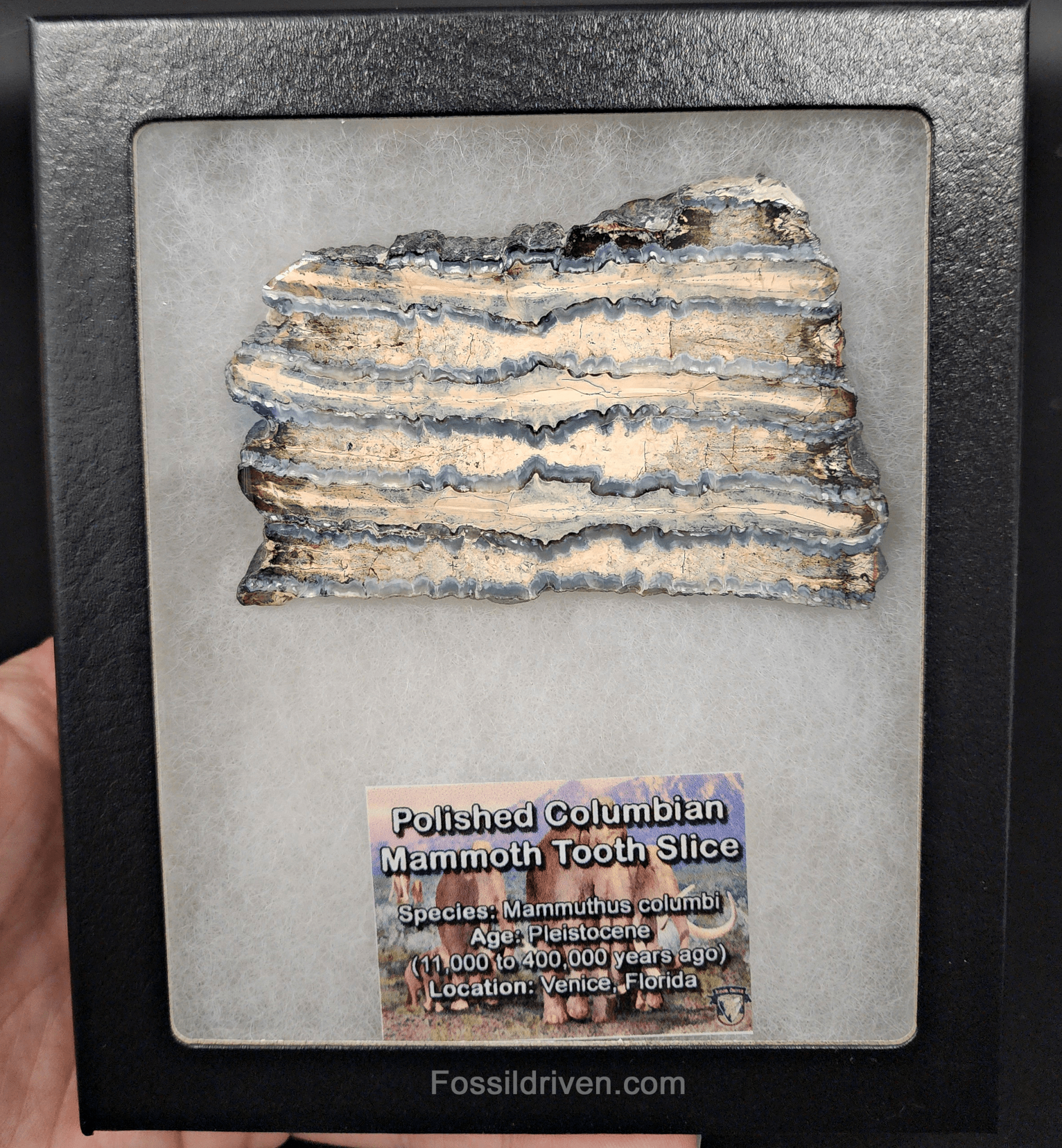 2.35" Columbian Mammoth Tooth Slice – Authentic Fossil | Fossil Driven - Fossil Driven