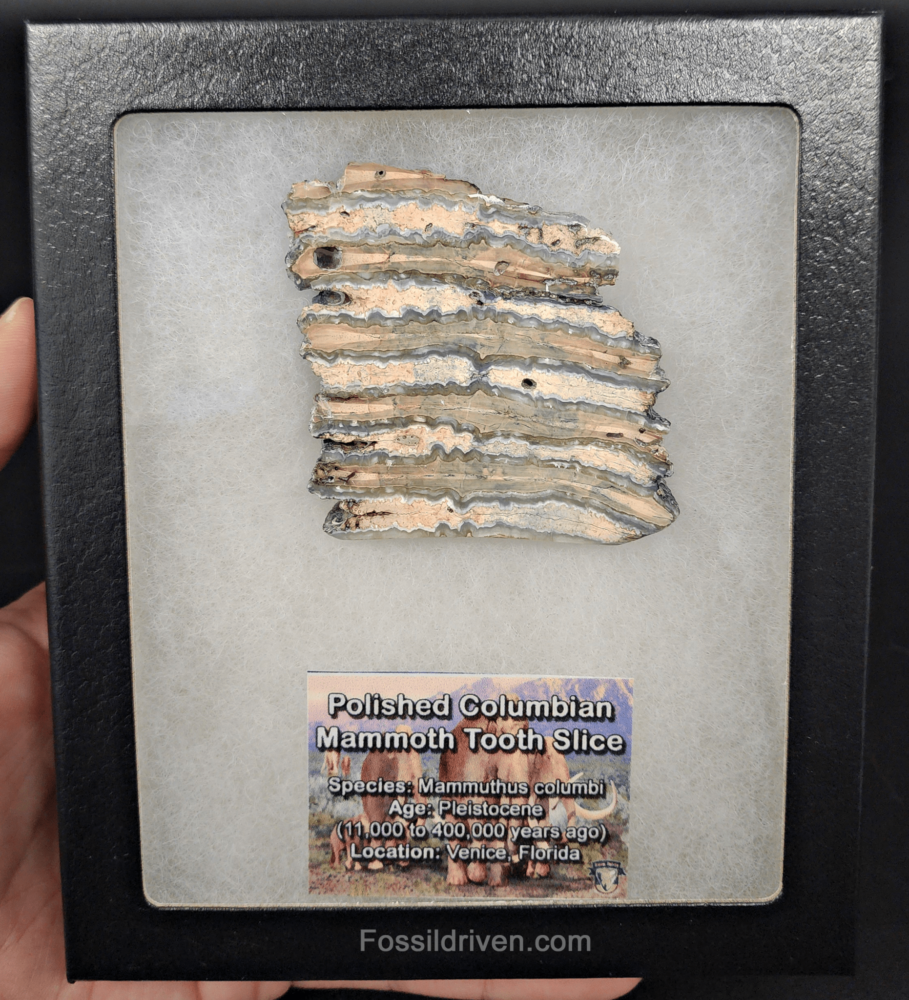 2.35" Columbian Mammoth Tooth Slice – Authentic Fossil | Fossil Driven - Fossil Driven