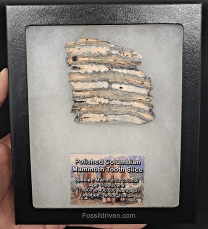 2.35" Columbian Mammoth Tooth Slice – Authentic Fossil | Fossil Driven - Fossil Driven