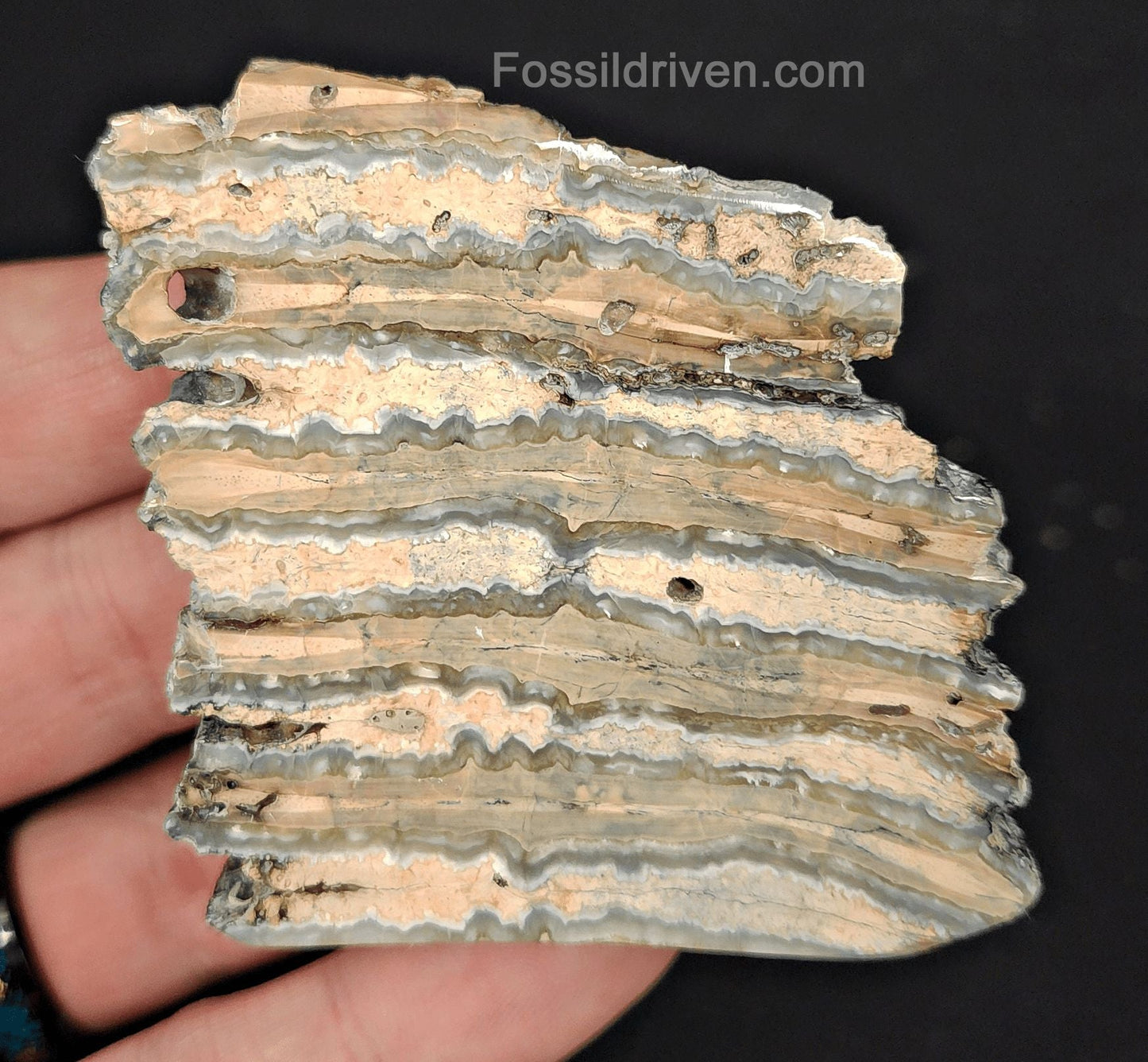 2.35" Columbian Mammoth Tooth Slice – Authentic Fossil | Fossil Driven (Mammoth 2243) - Fossil Driven
