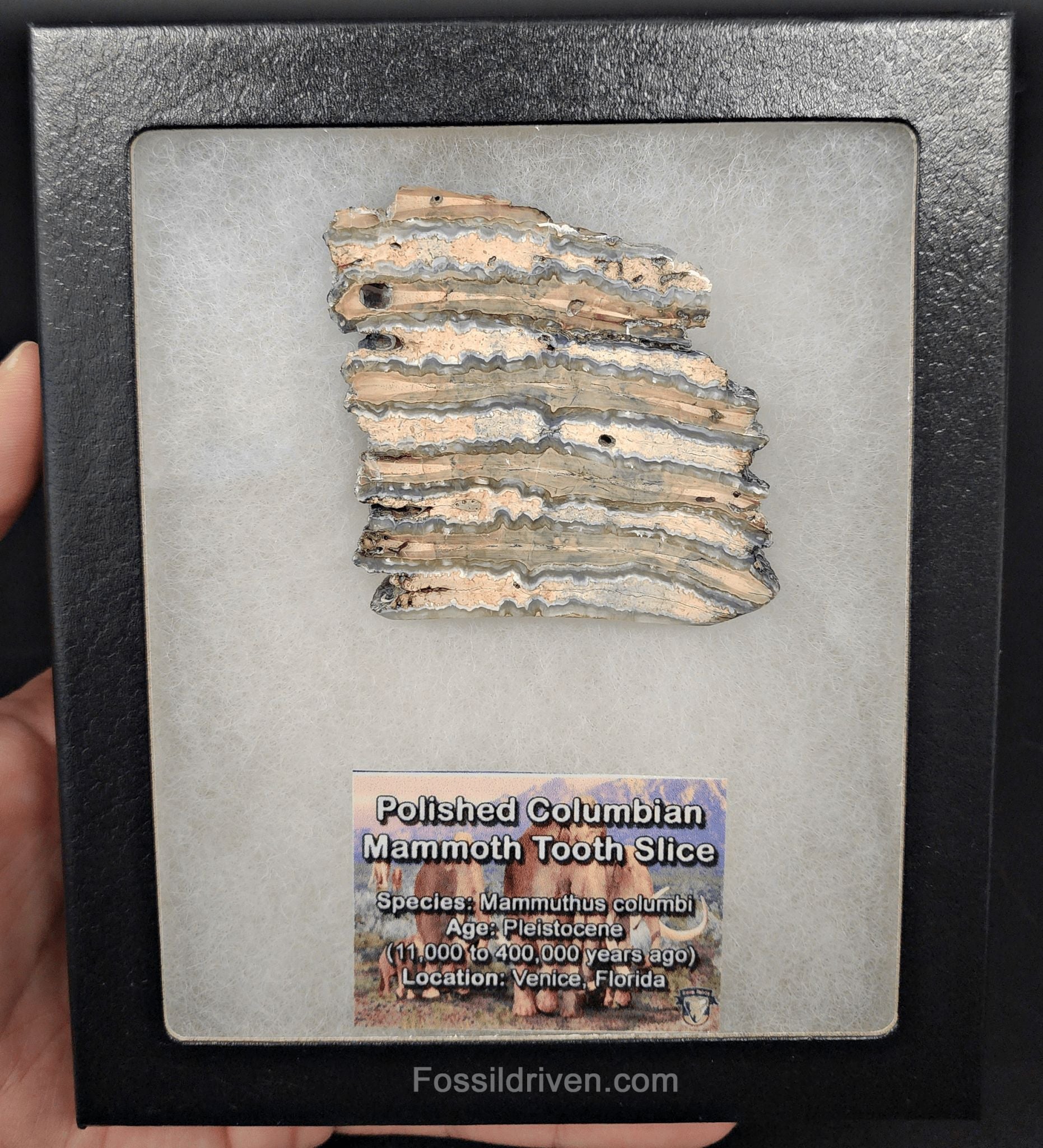2.35" Columbian Mammoth Tooth Slice – Authentic Fossil | Fossil Driven (Mammoth 2243) - Fossil Driven