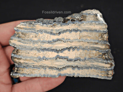 2.35" Columbian Mammoth Tooth Slice – Authentic Fossil | Fossil Driven (Mammoth 2249) - Fossil Driven