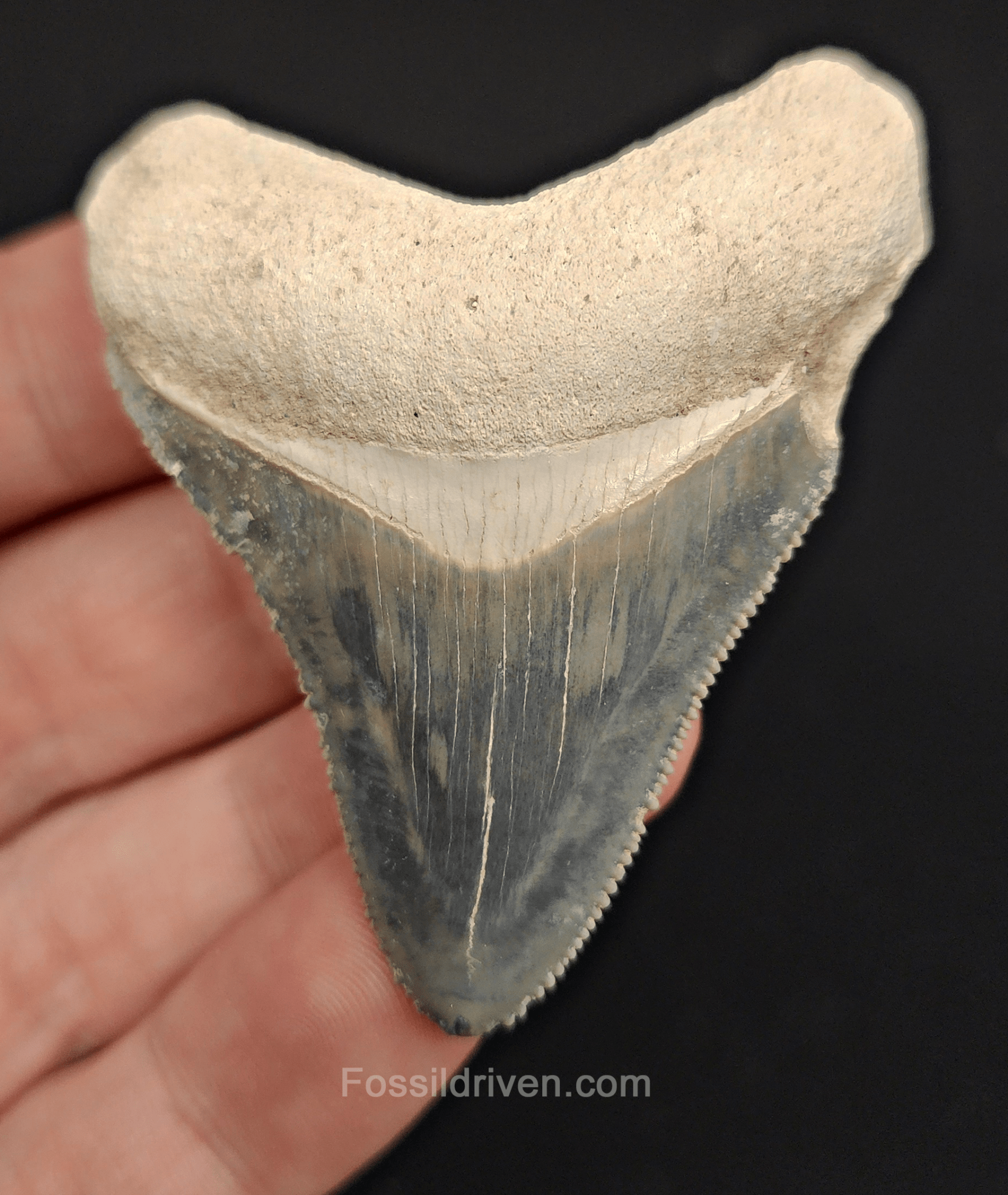 2.35" Fossil Megalodon Tooth – Authentic Fossil from Bone Valley, Florida - Fossil Driven