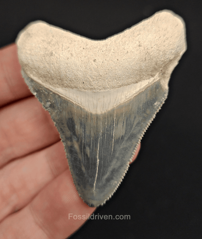 2.35" Fossil Megalodon Tooth – Authentic Fossil from Bone Valley, Florida - Fossil Driven