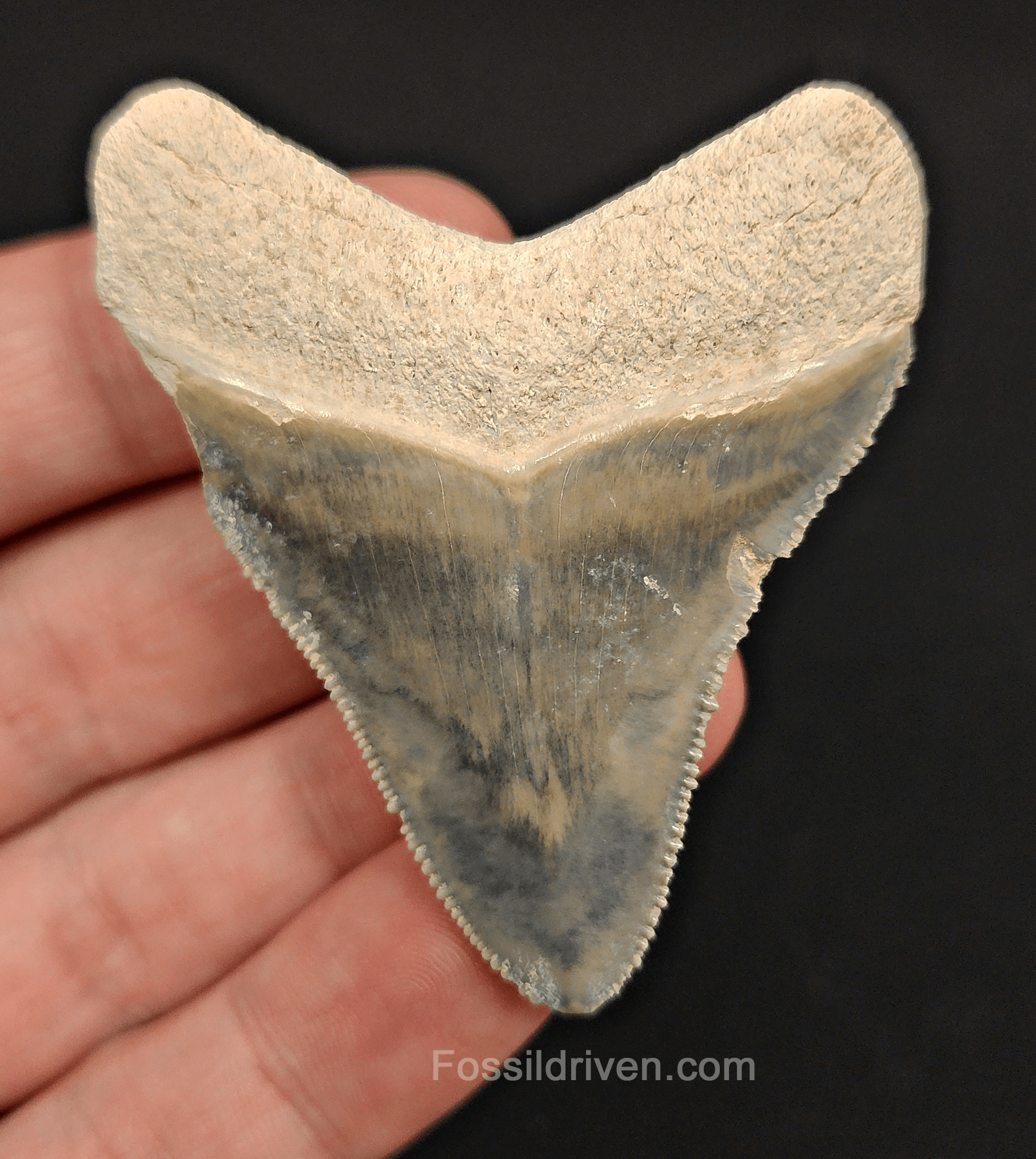 2.35" Fossil Megalodon Tooth – Authentic Fossil from Bone Valley, Florida - Fossil Driven