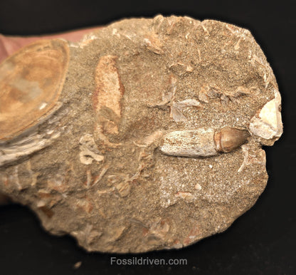 2.35" Fossil Otodus Shark Vertebra in Matrix with 1.35" Globidens Tooth – Morocco - Fossil Driven
