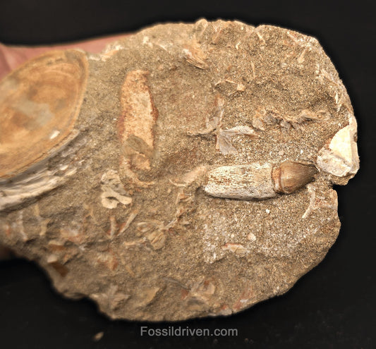 2.35" Fossil Otodus Shark Vertebra in Matrix with 1.35" Globidens Tooth – Morocco - Fossil Driven