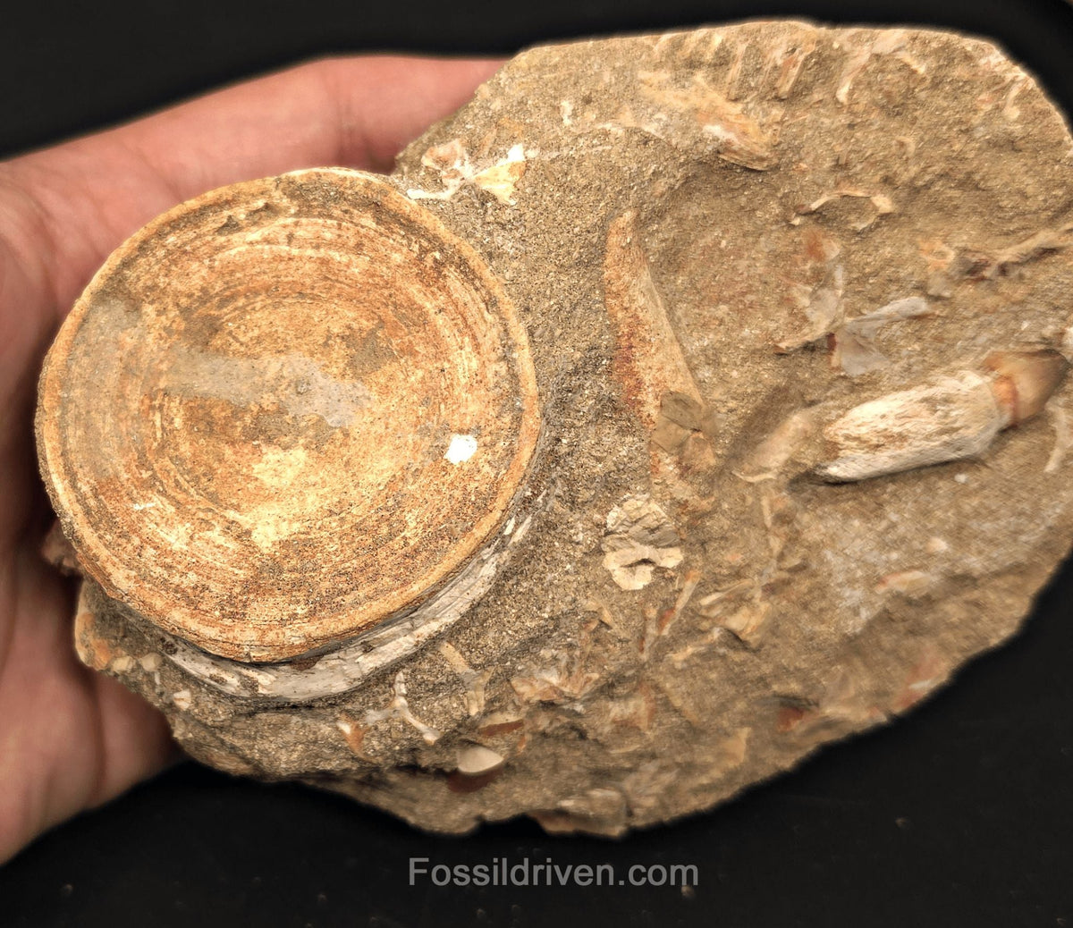 2.35" Fossil Otodus Shark Vertebra in Matrix with 1.35" Globidens Tooth – Morocco - Fossil Driven